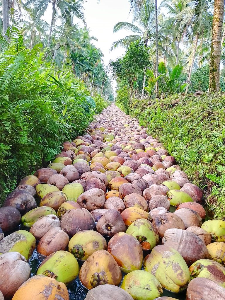 Indonesia coconut forest