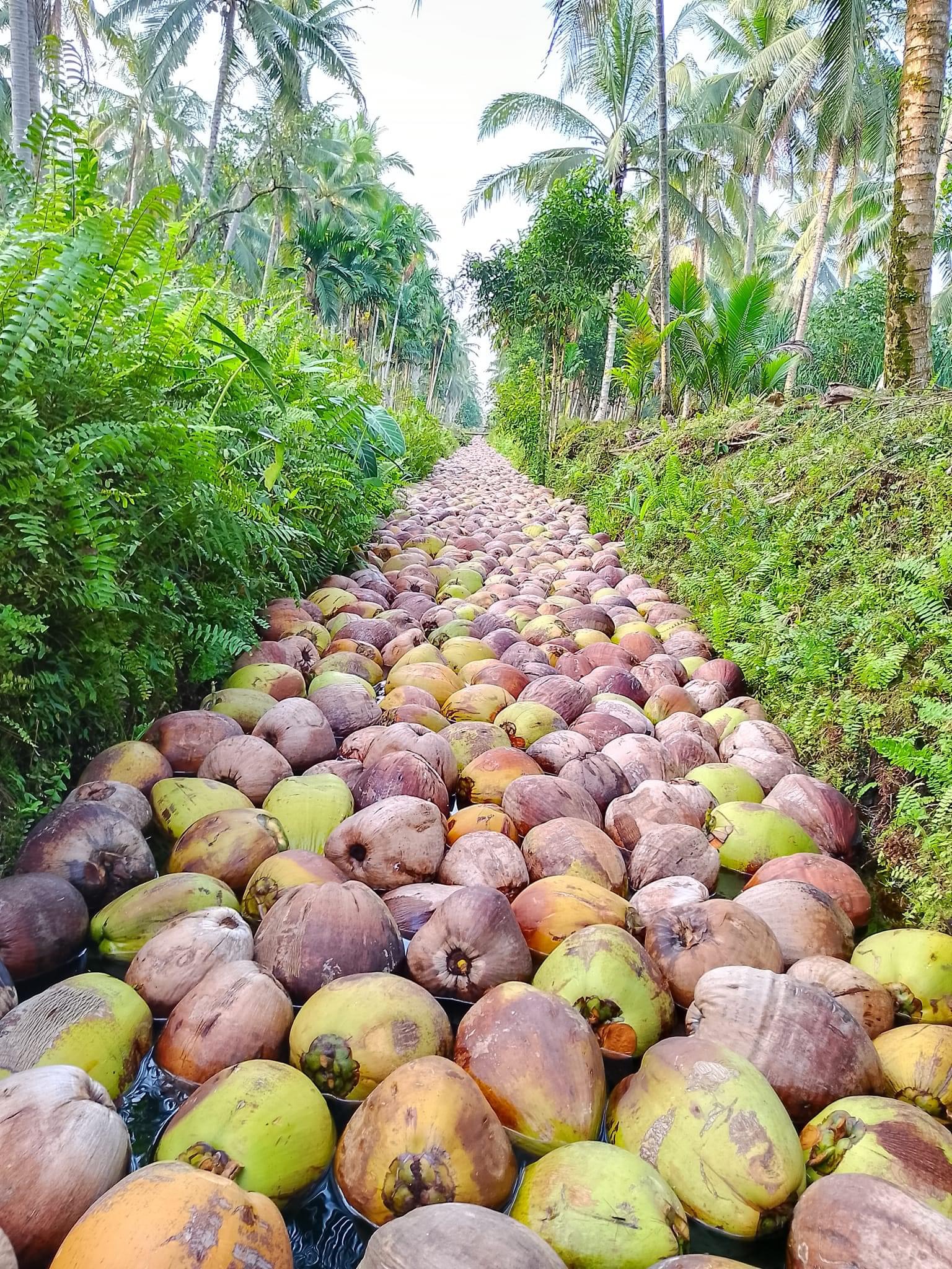 Indonesia coconut forest