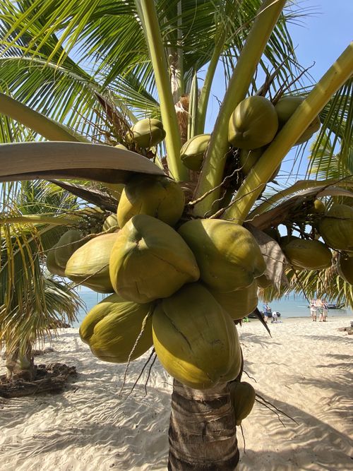 Coconut development, Coconut flesh process, Coconut endosperm, Coconut meat growth, Coconut liquid transformation