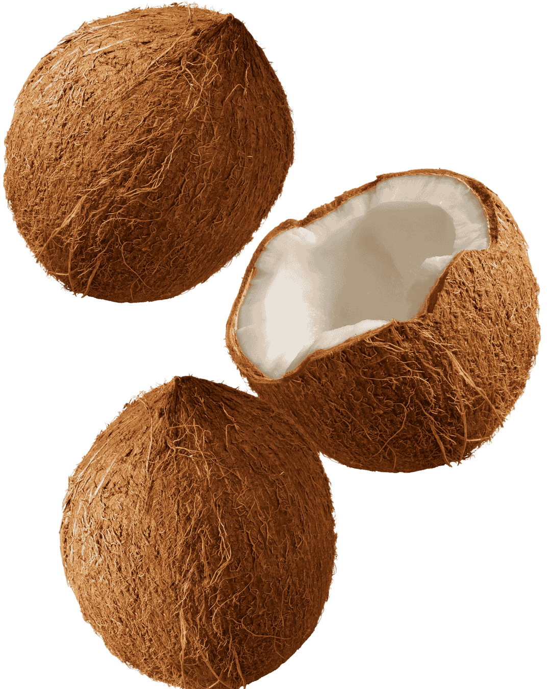 semi-husked coconut