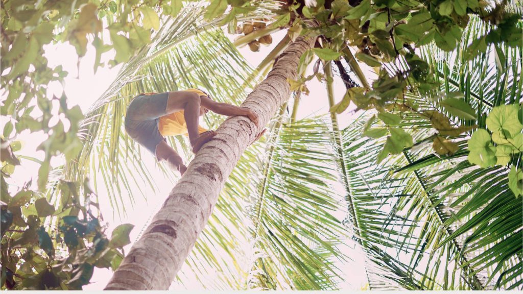 harvesting coconut nectar