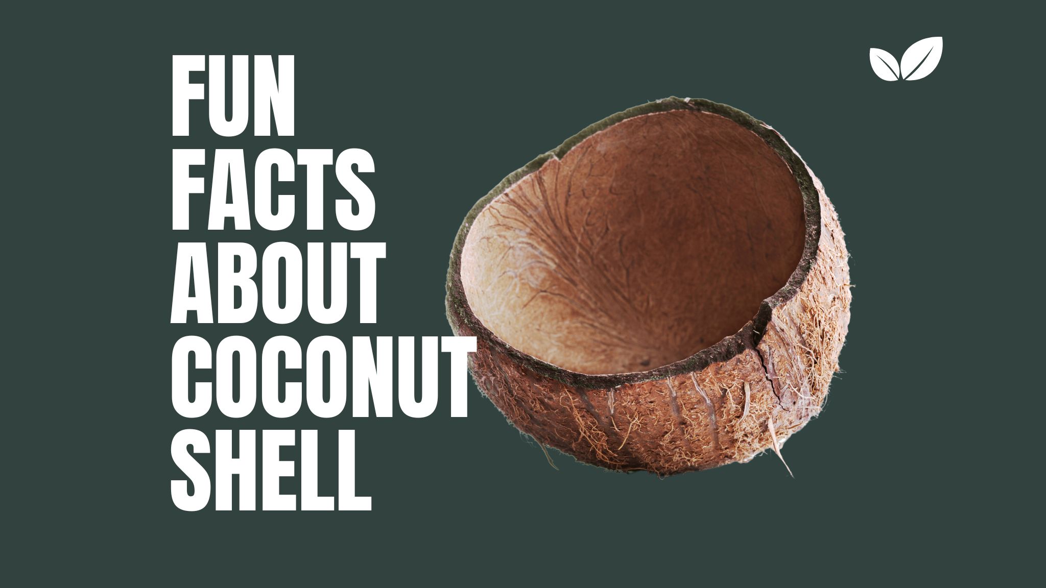 Fun facts about coconut shells