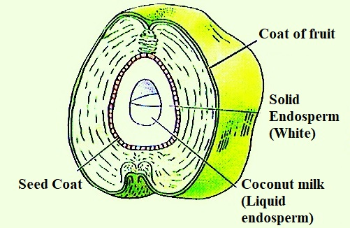 coconut endosperm