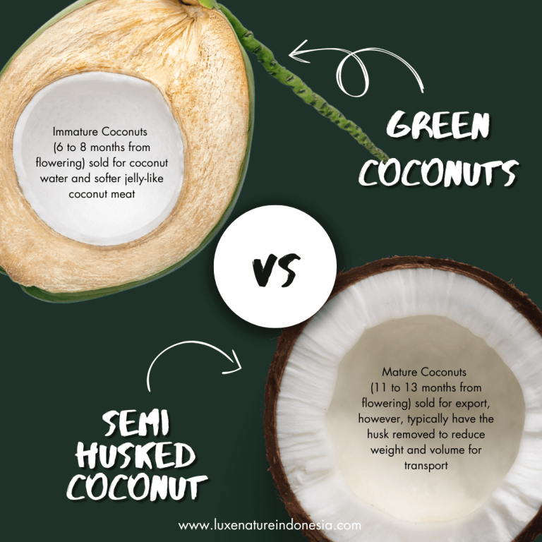the journey of coconut meat: young coconut vs old coconut