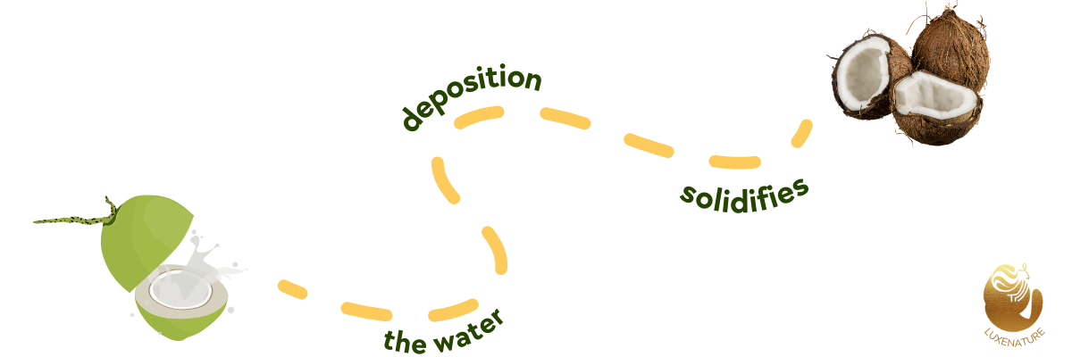 The Journey: Solidification of Coconut Meat