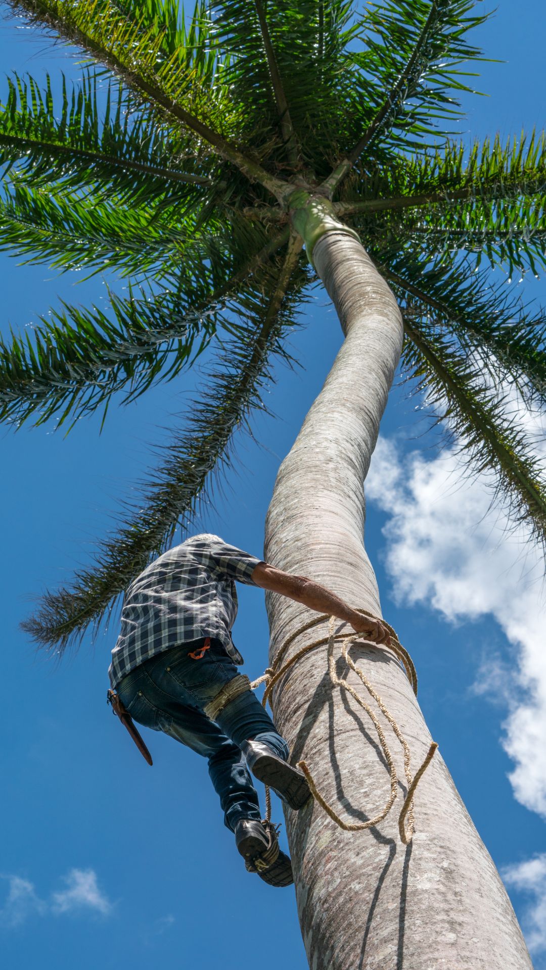 coconut water harvesting