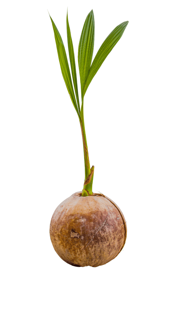 Old Coconut milk