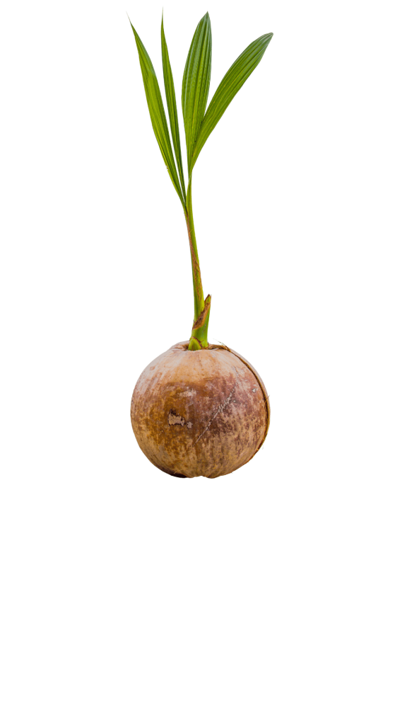 Old Coconut sprouts