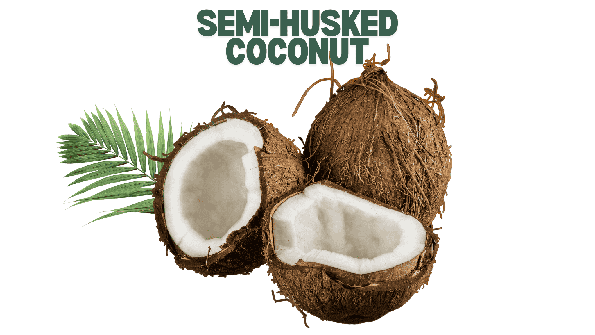 Semi-Husked Coconut from Indonesia