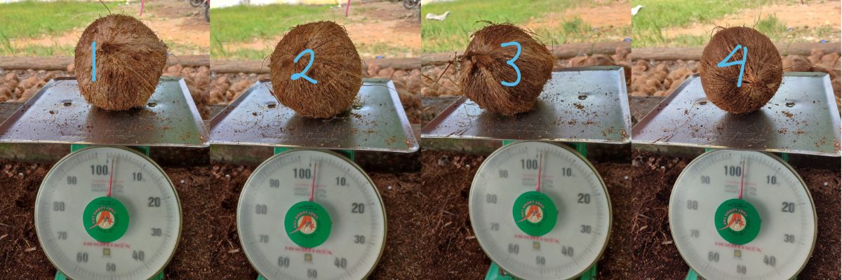 Semi-husked coconut ABCD
